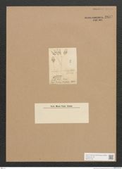 Diatomeae indet. Zeichnungen Sammlung Grunow Nr. 2837 (NHMW-BOT-W0370149)